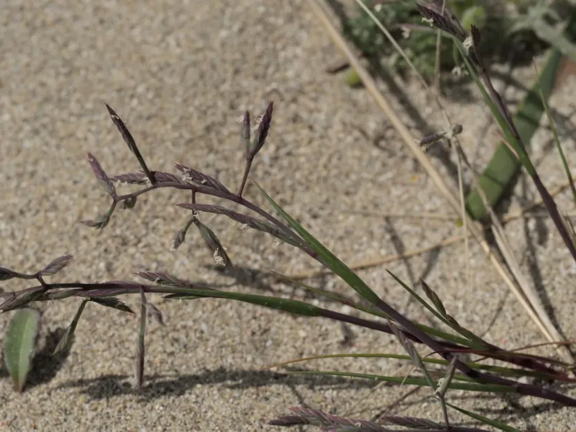 Cutandia maritima