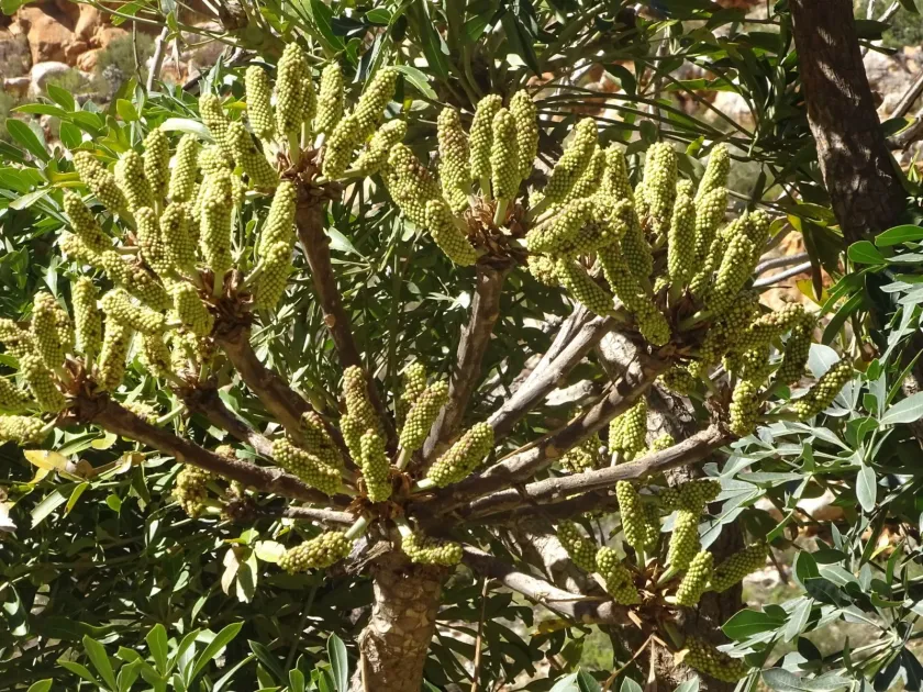 Cabbage tree