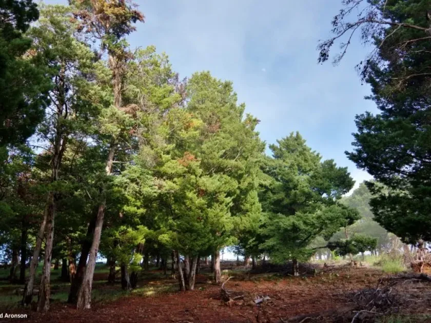 Guadalupe cypress