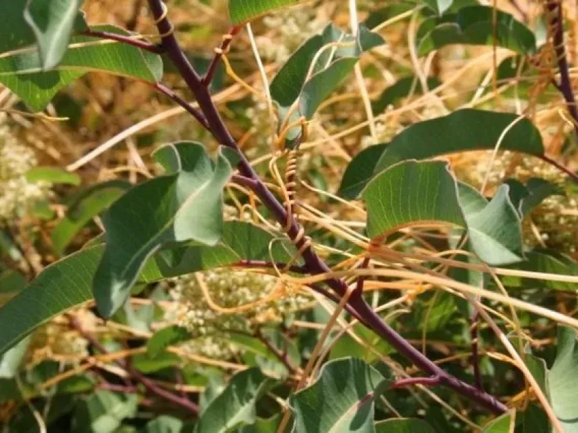 Moroccan dodder