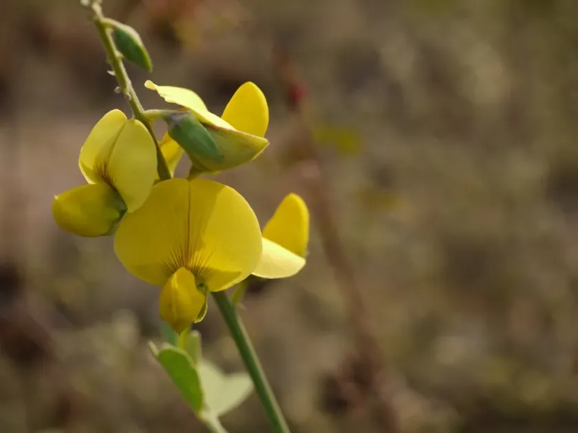 Crotalaria shanica