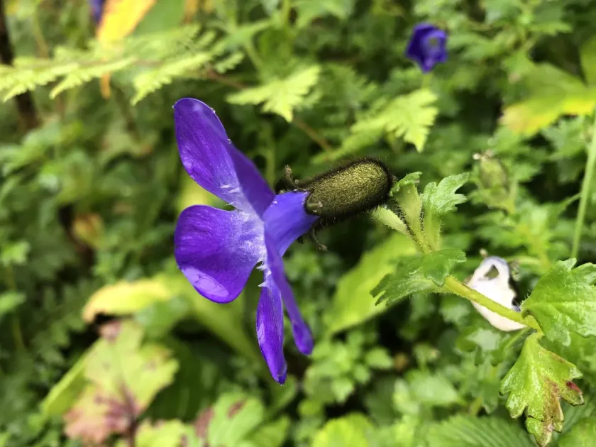 Cyananthus lobatus