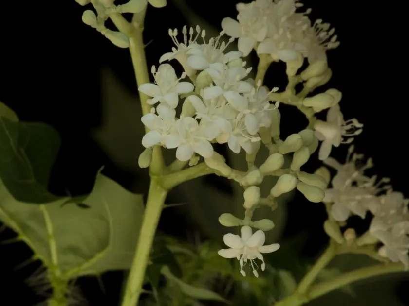 Cnidoscolus tubulosus