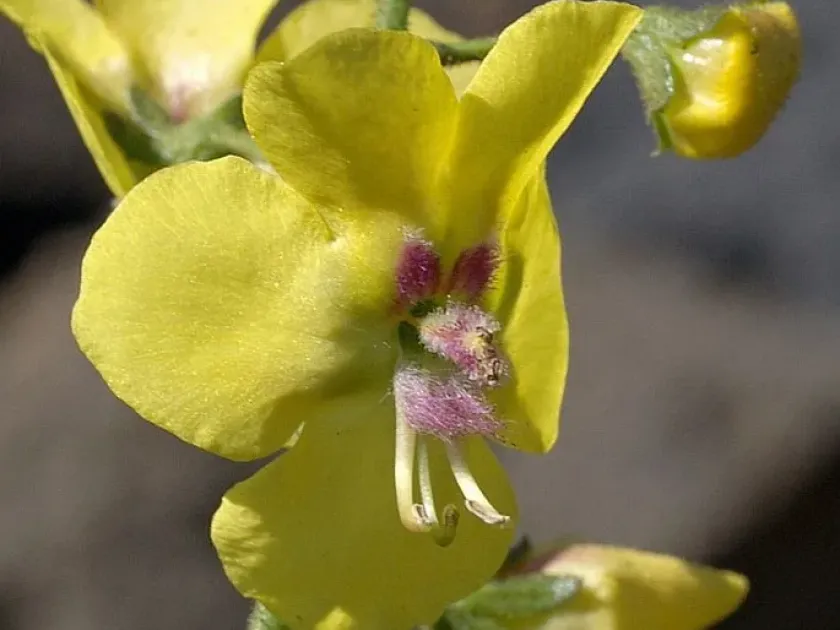 Long-beaked mullein