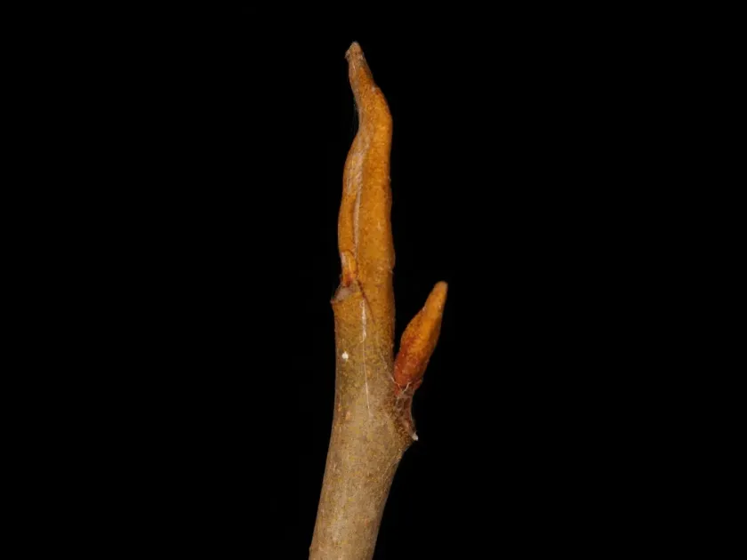 Bitternut hickory