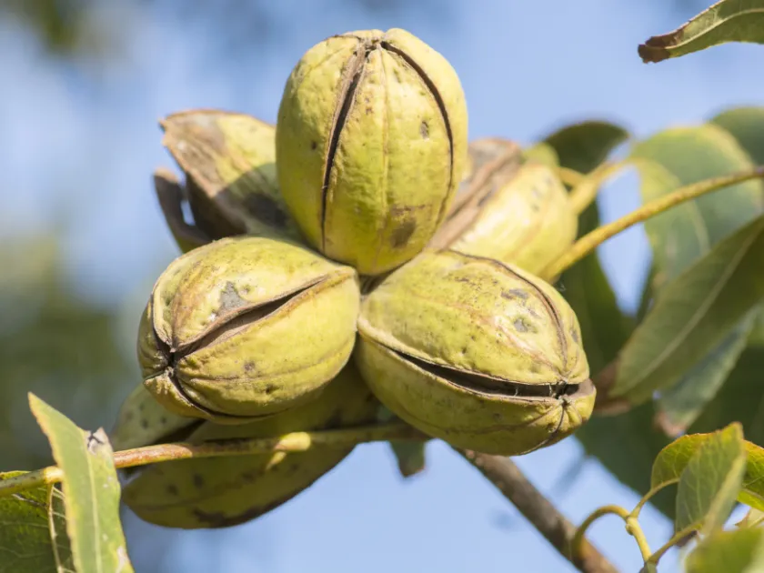 Carya lecontei