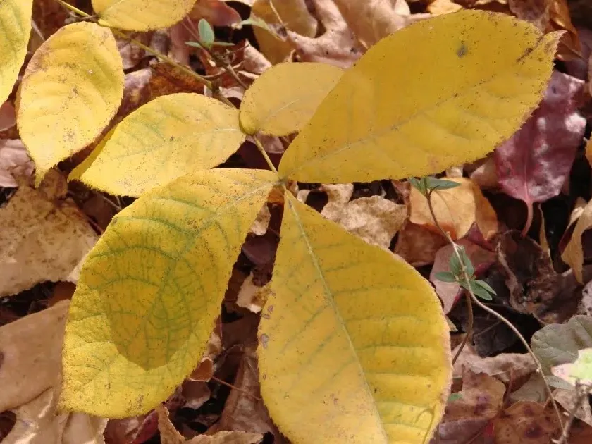 Carya leiodermis