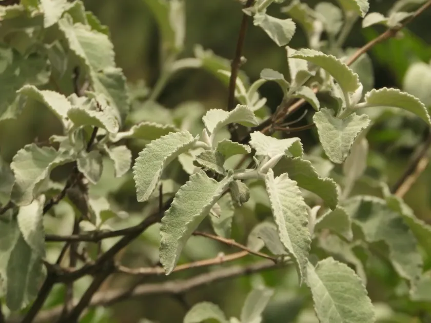 Buddleja farreri