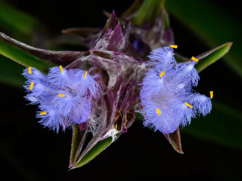 Cyanotis lanata