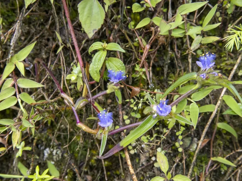 Cyanotis vaga