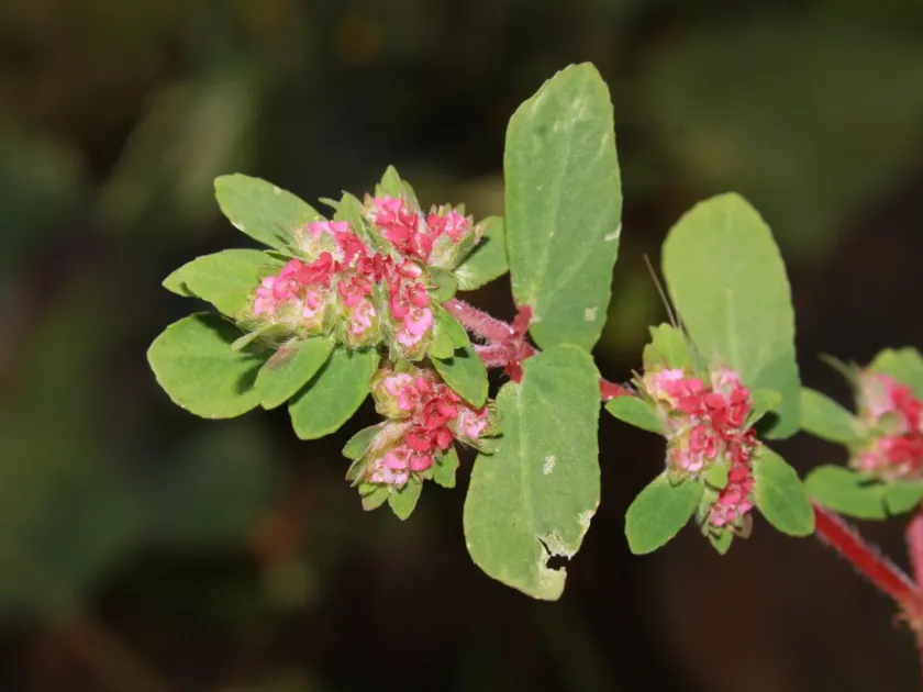 Euphorbia densiflora