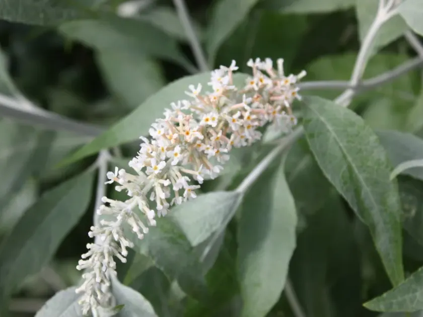 Fallow's buddleia
