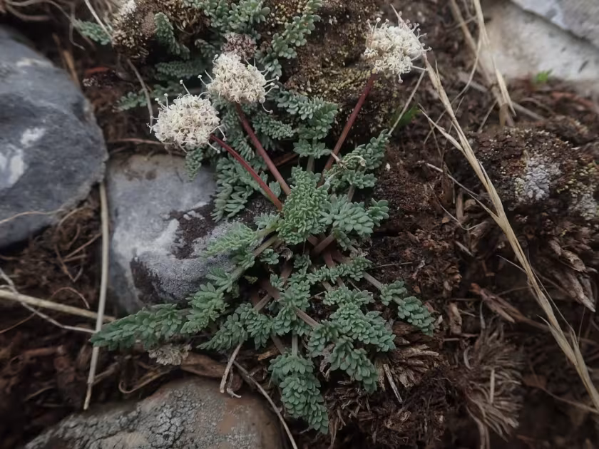 Cymopterus ibapensis