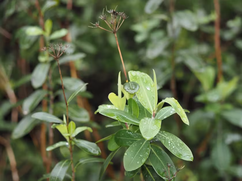 Shrubby hare's ear