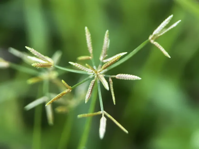 Slender-spike flatsedge