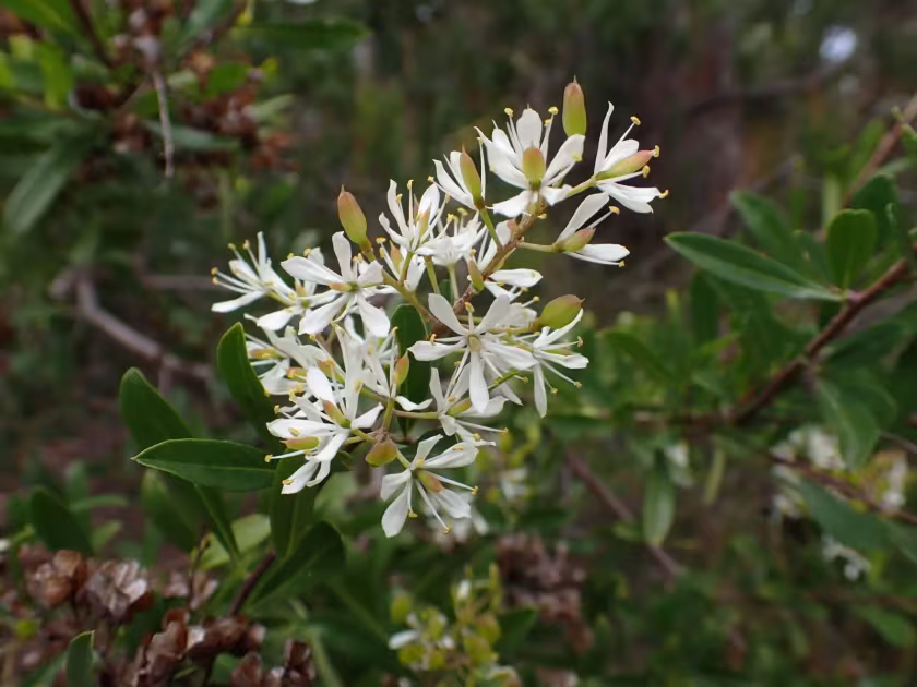 Sweet Bursaria