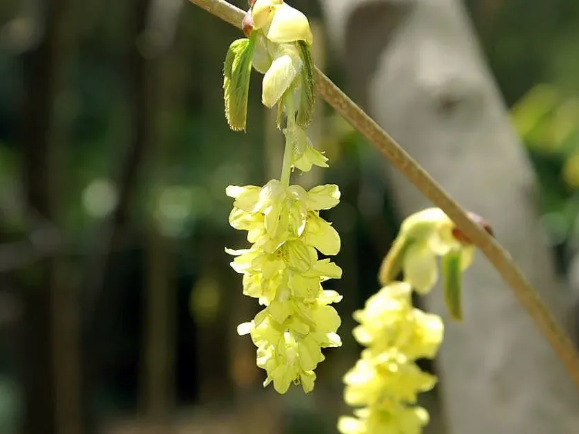 Corylopsis gotoana