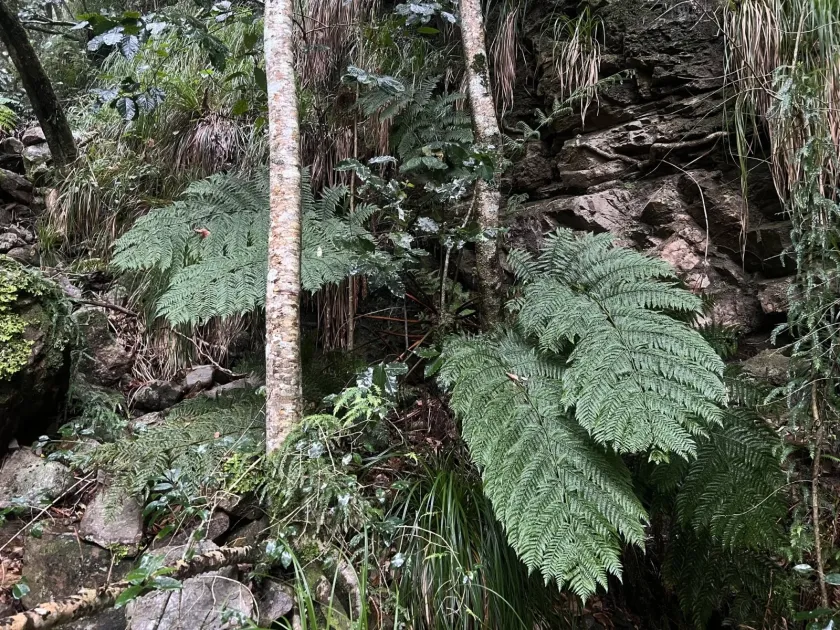 Cyathea capensis