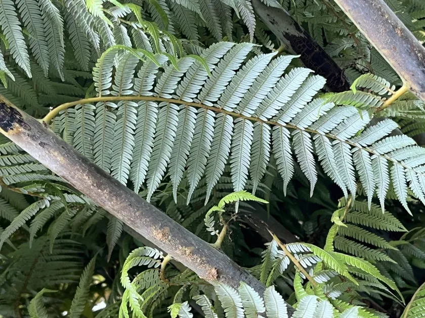 Cyathea dealbata