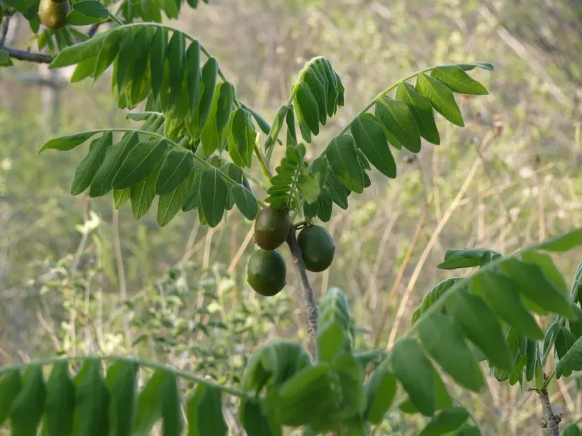 Cyrtocarpa procera