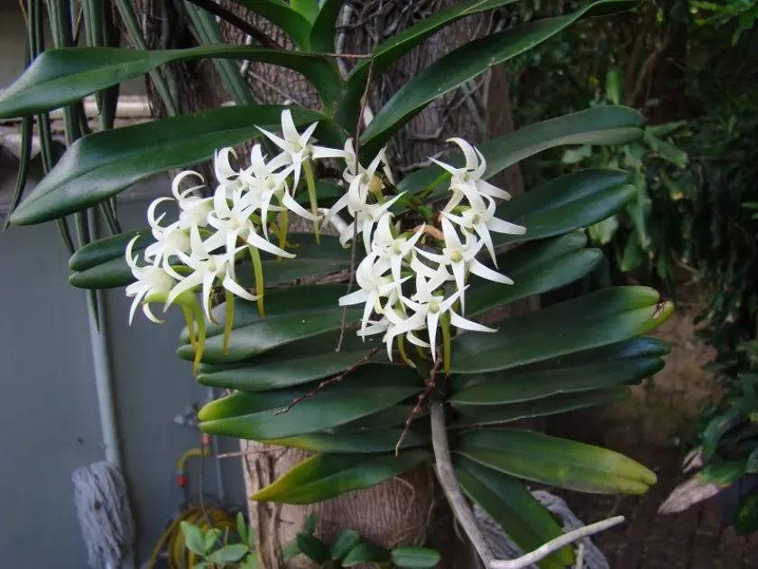 Cyrtorchis arcuata