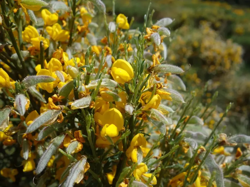 Spanish broom (mountain)