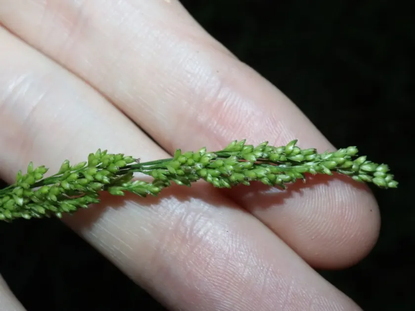 Cyrtococcum oxyphyllum
