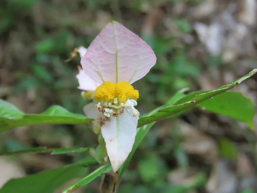Dalechampia spathulata