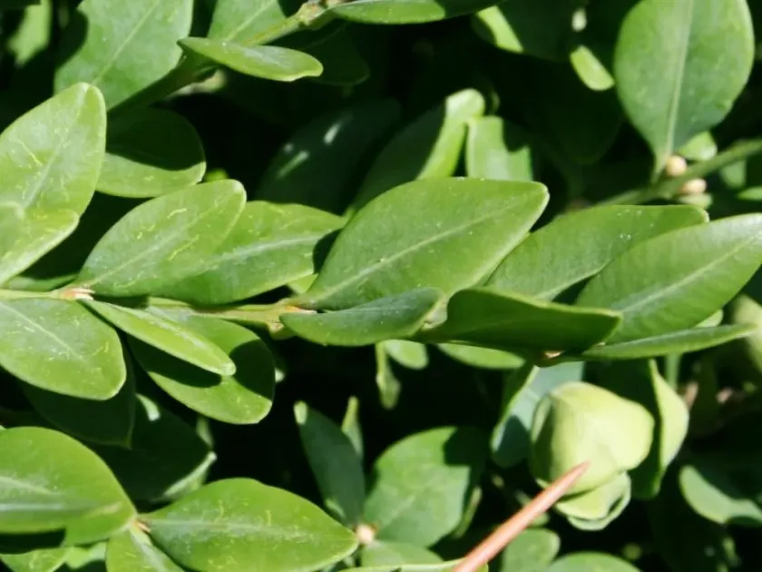 Hybrid boxwood