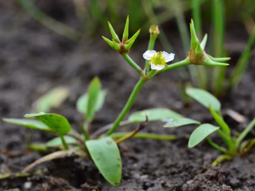 Starfruit (Damasonium alisma)