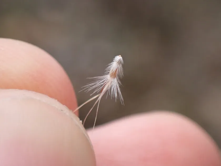 Bristly Wallaby Grass