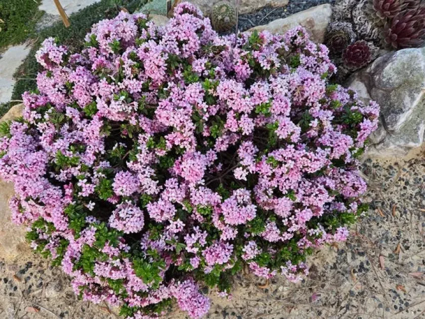 Neapolitan Daphne