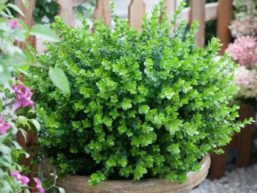 Hybrid Boxwood
