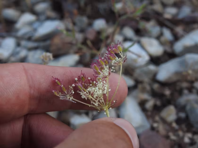 Daucus crinitus