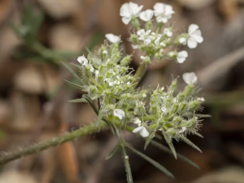 Daucus guttatus