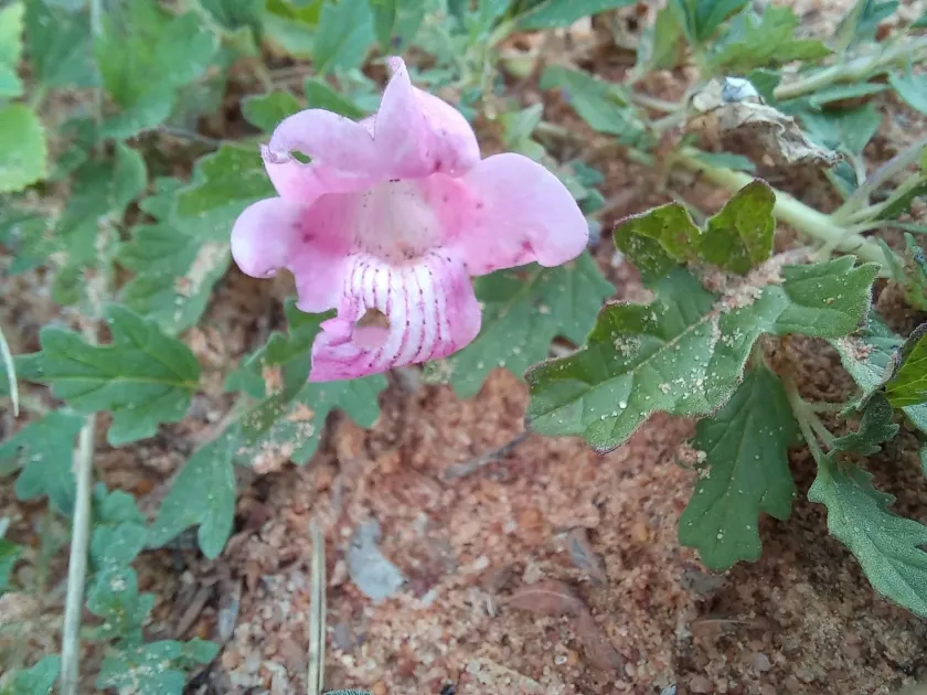Dicerocaryum zanguebarium
