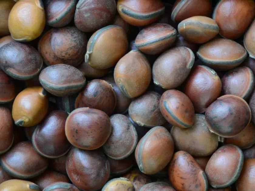 Dioclea reflexa