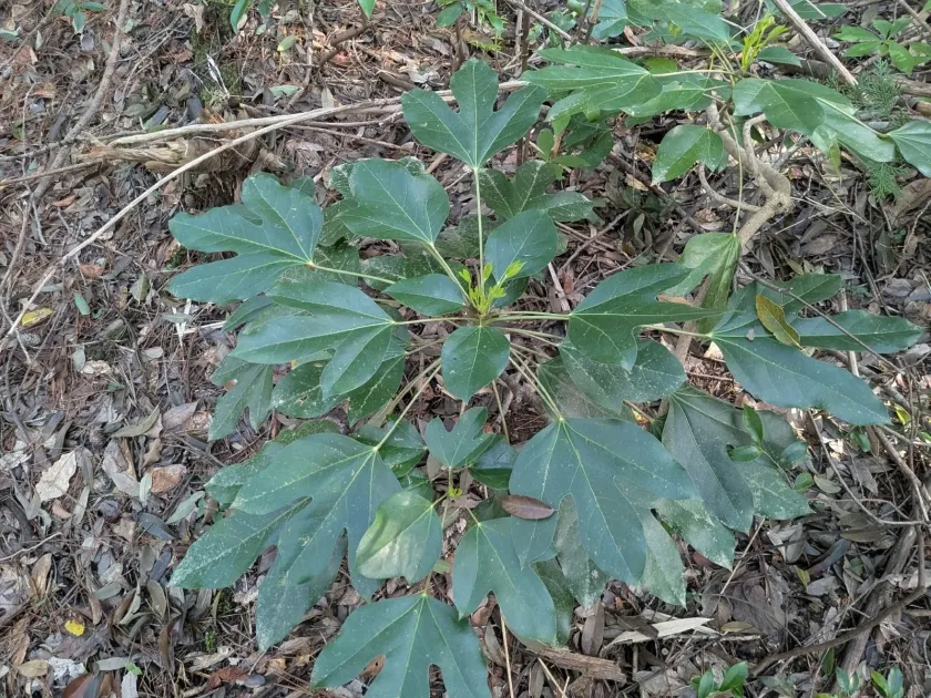 Dendropanax trifidus