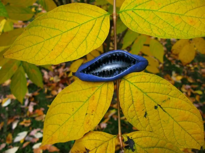 Decaisnea insignis