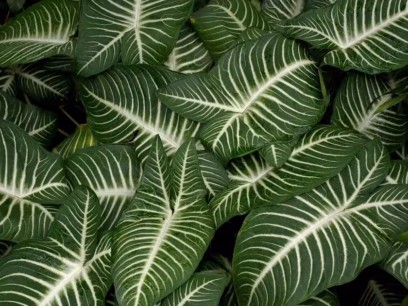 Linden's Caladium