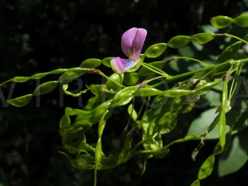 Desmodium discolor