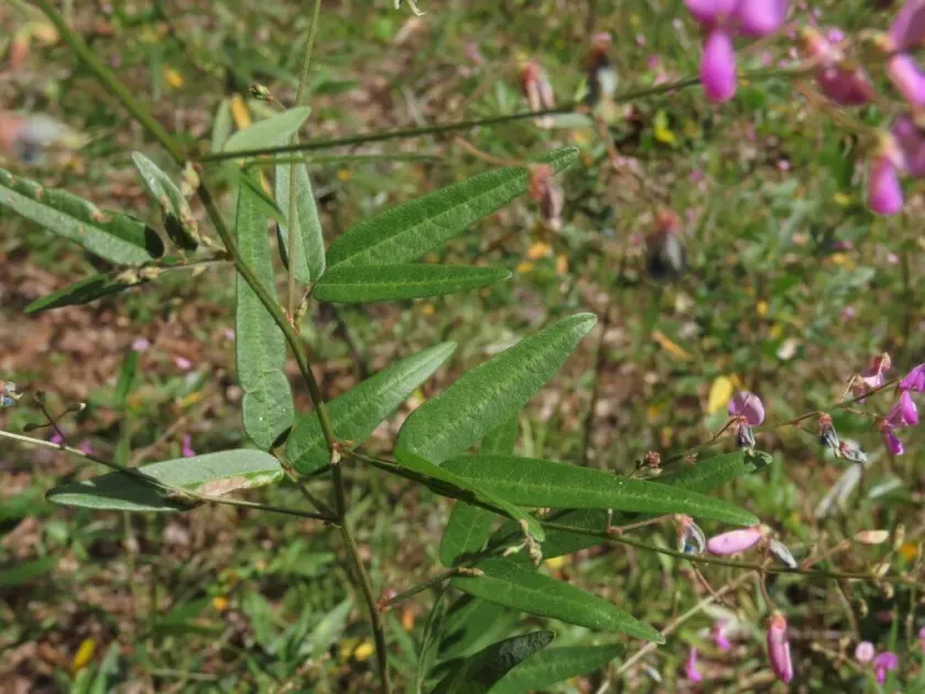 Desmodium lineatum