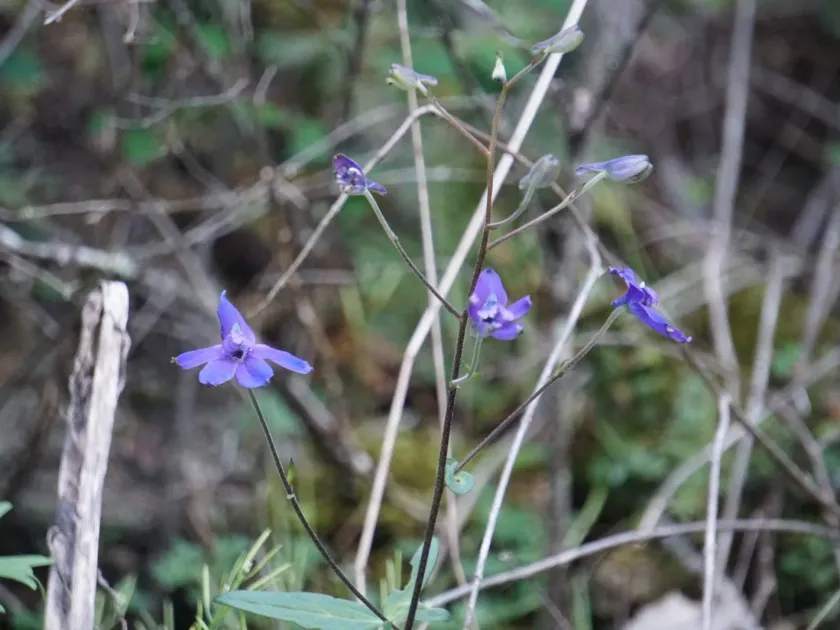Menzies' larkspur
