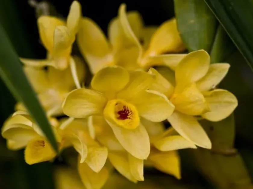 Dendrobium hybrids