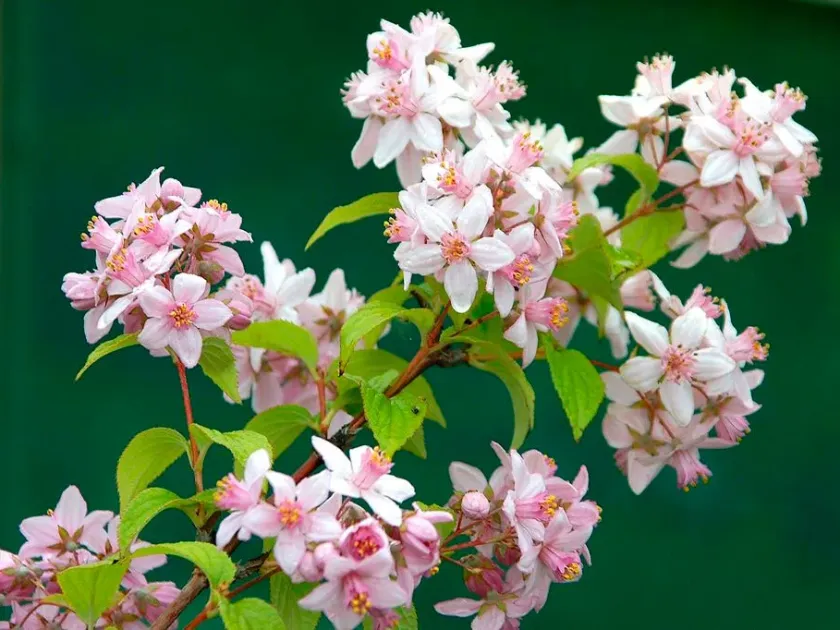 Deutzia carnea