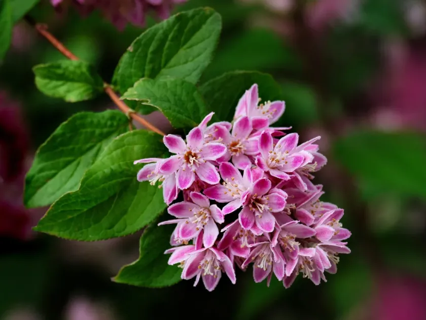Deutzia compacta