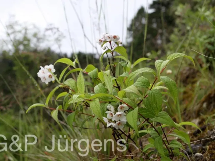 Deutzia corymbosa