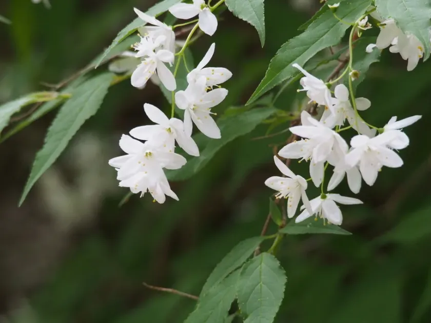 Deutzia maximowicziana
