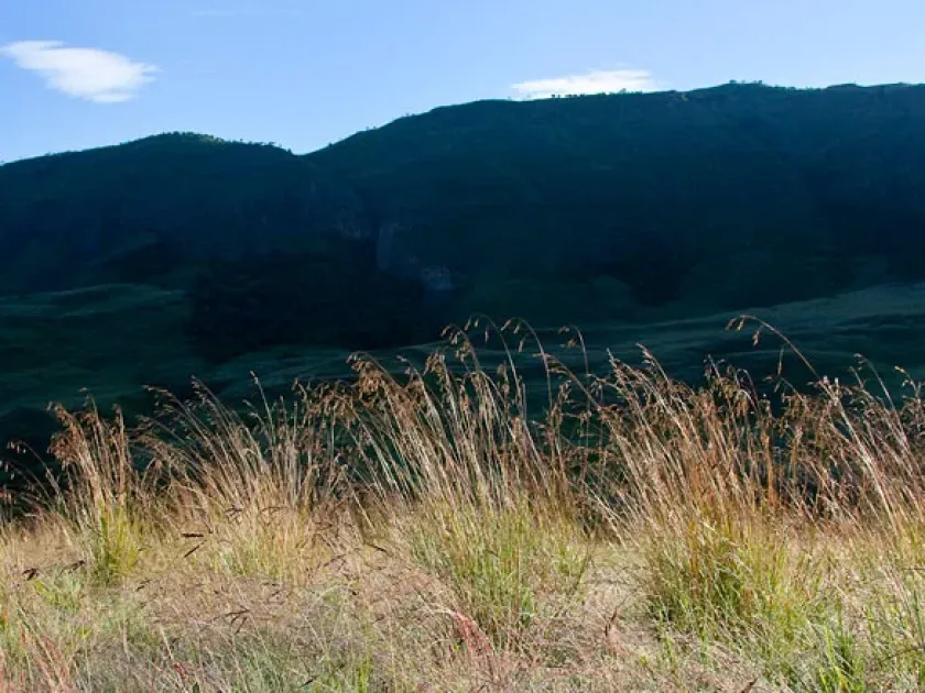 Diheteropogon filifolius