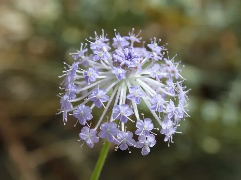 Blue lace flower